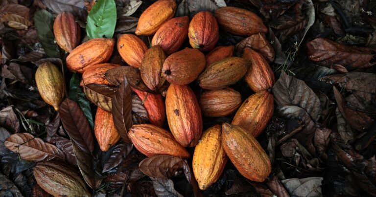 El cacao se convierte en la materia prima más beneficiada del 2024