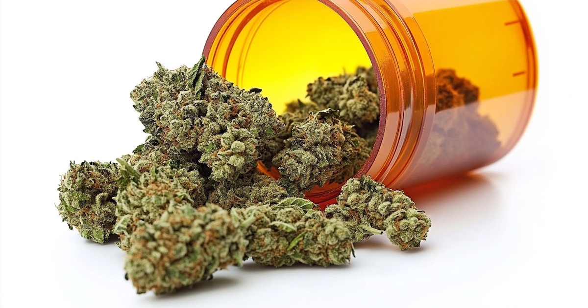 Un compuesto del cannabis medicinal fue hallado en una planta poco común, según científicos Un compuesto del cannabis medicinal fue hallado en una planta poco común, según científicos