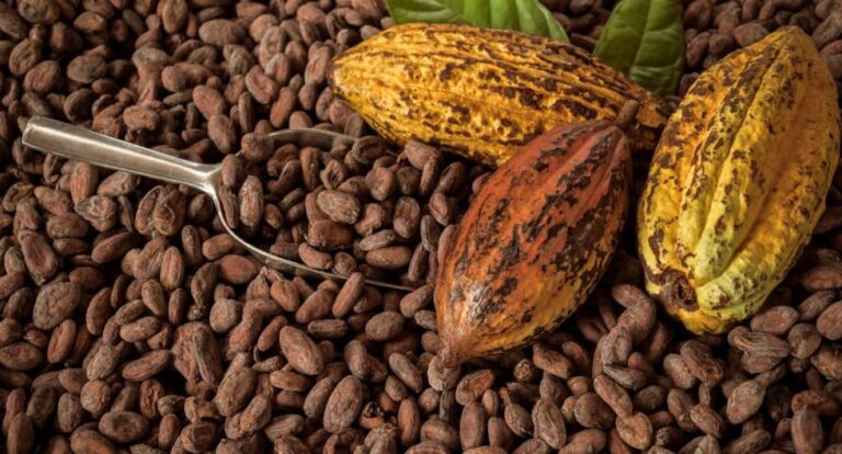 Precio del cacao se mantiene a altos niveles: las razones de haber superado los US.000 en diciembre | ECONOMIA