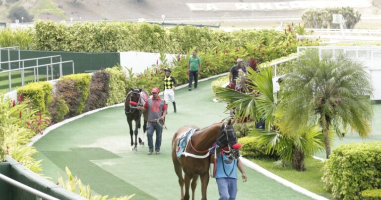 Favoritos de la cátedra para el 5y6 Nacional de la reunión N°6 en el hipódromo La Rinconada