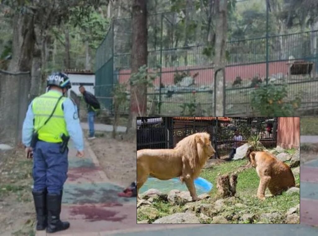Murió vigilante que fue atacado por leones en zoológico de Mérida