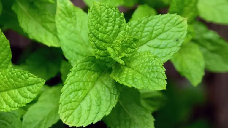 Las mejores plantas para proteger tu hogar de los mosquitos